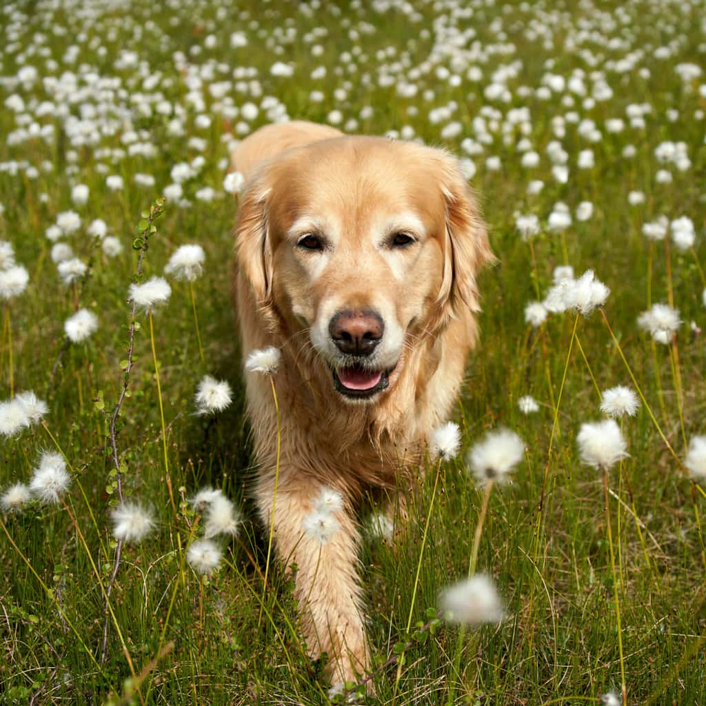 Portrait photo of a dog running in a wildflower meadow, for Coloring.app's AI photo-to-coloring page tool.