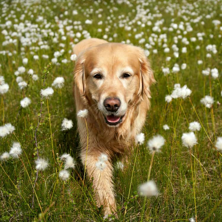 Portrait photo of a dog running in a wildflower meadow, for Coloring.app's AI photo-to-coloring page tool.